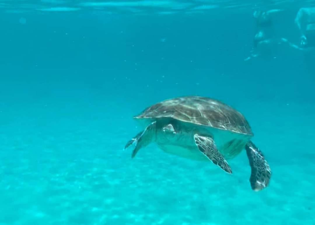 Royal Palm Curacao Geweldig Zeezicht * Willemstad