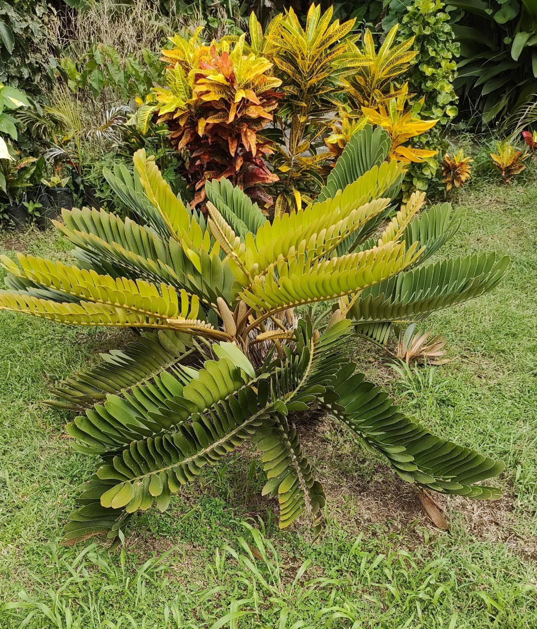 Bencastle Gros Islet