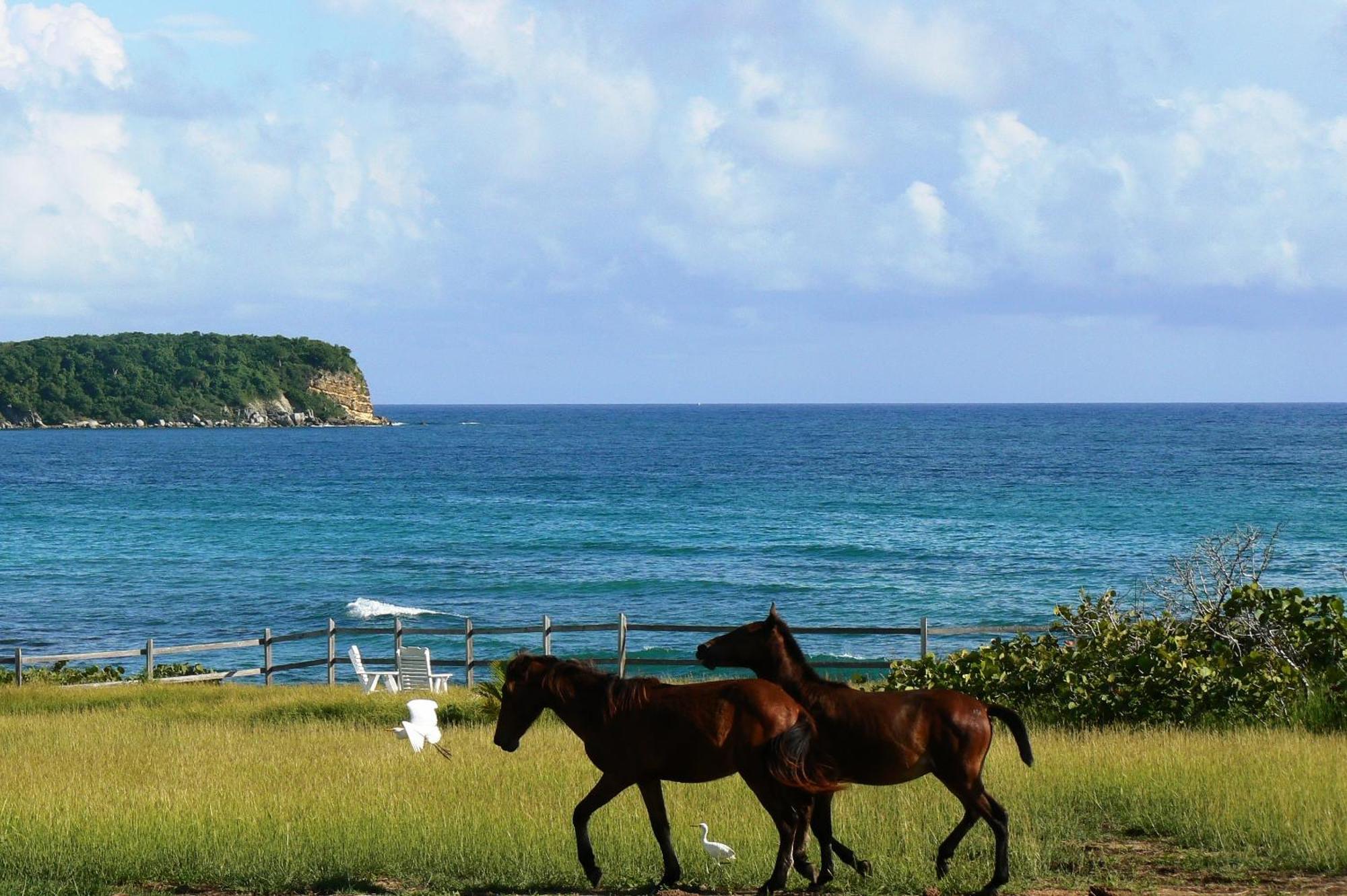 Hotel Blue Horizon Boutique (adults Only) Vieques