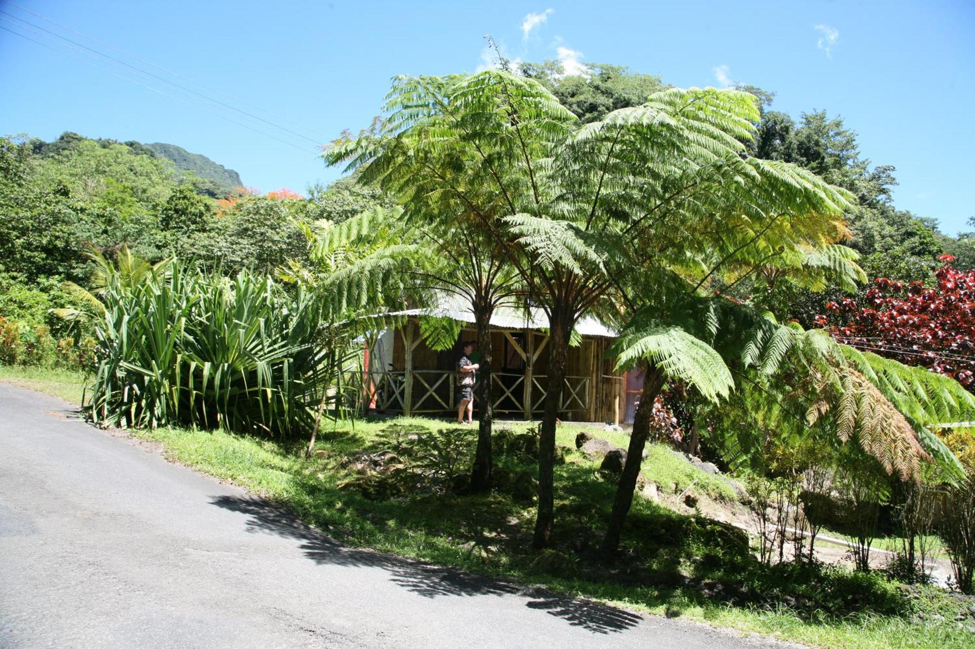 Natty Tropical Valley 2* Roseau