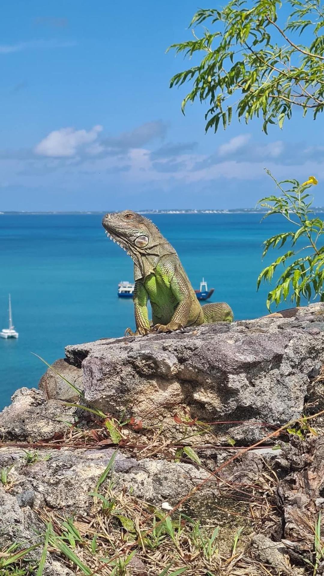 Villa D'Happy Bay 3 Or 5Br - Panoramic View * La Savane