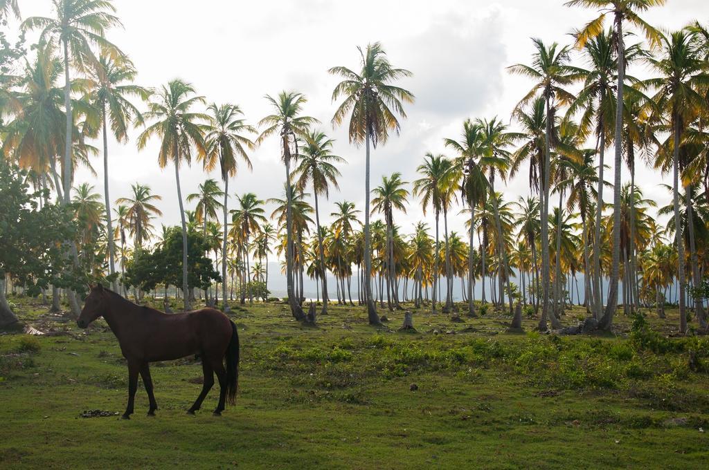 21 Palms 3* Las Galeras