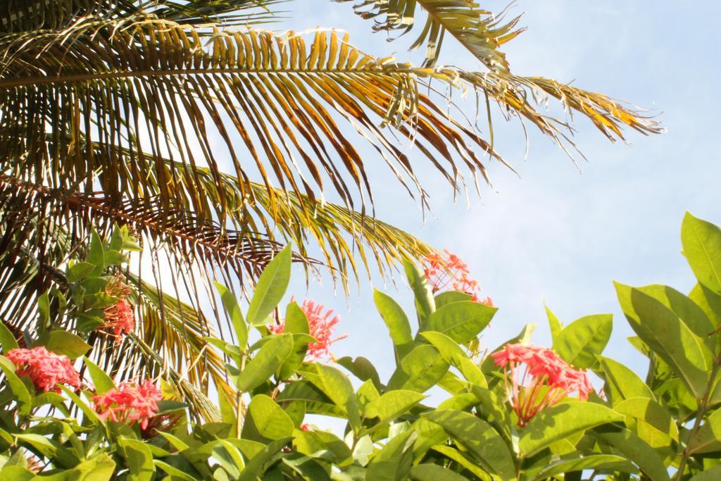 Caribbean Flower Apartamento *