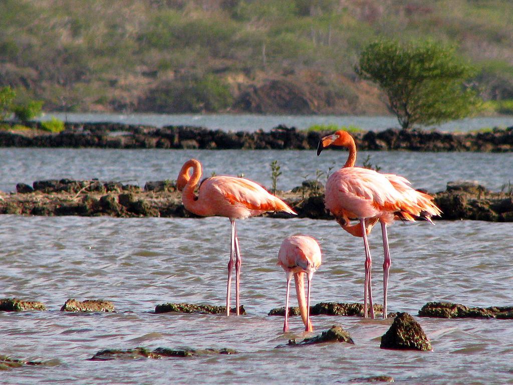 Apartment Dream Of The Flamingo