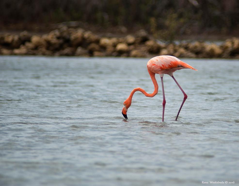 Apartment Dream Of The Flamingo