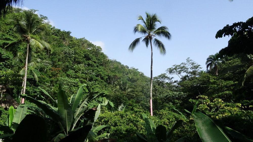 Dominican Tree House Village * Samana