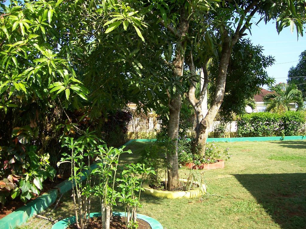 Almond Tree & Apartment Ocho Rios