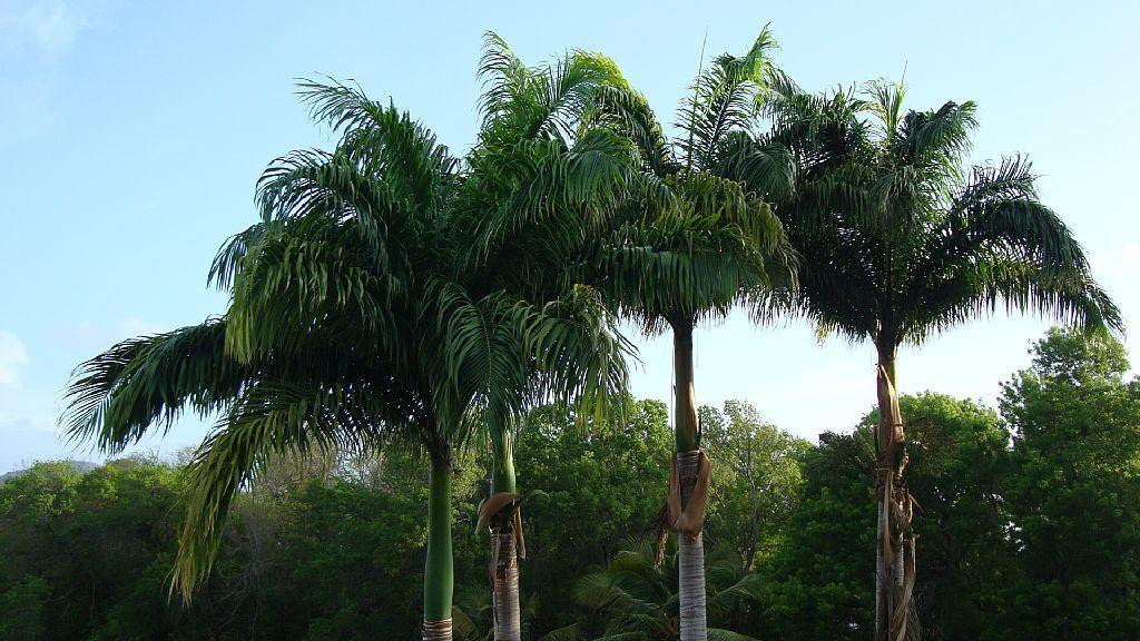 Apartment Palm'studio Anse De Caritan Sainte-Anne