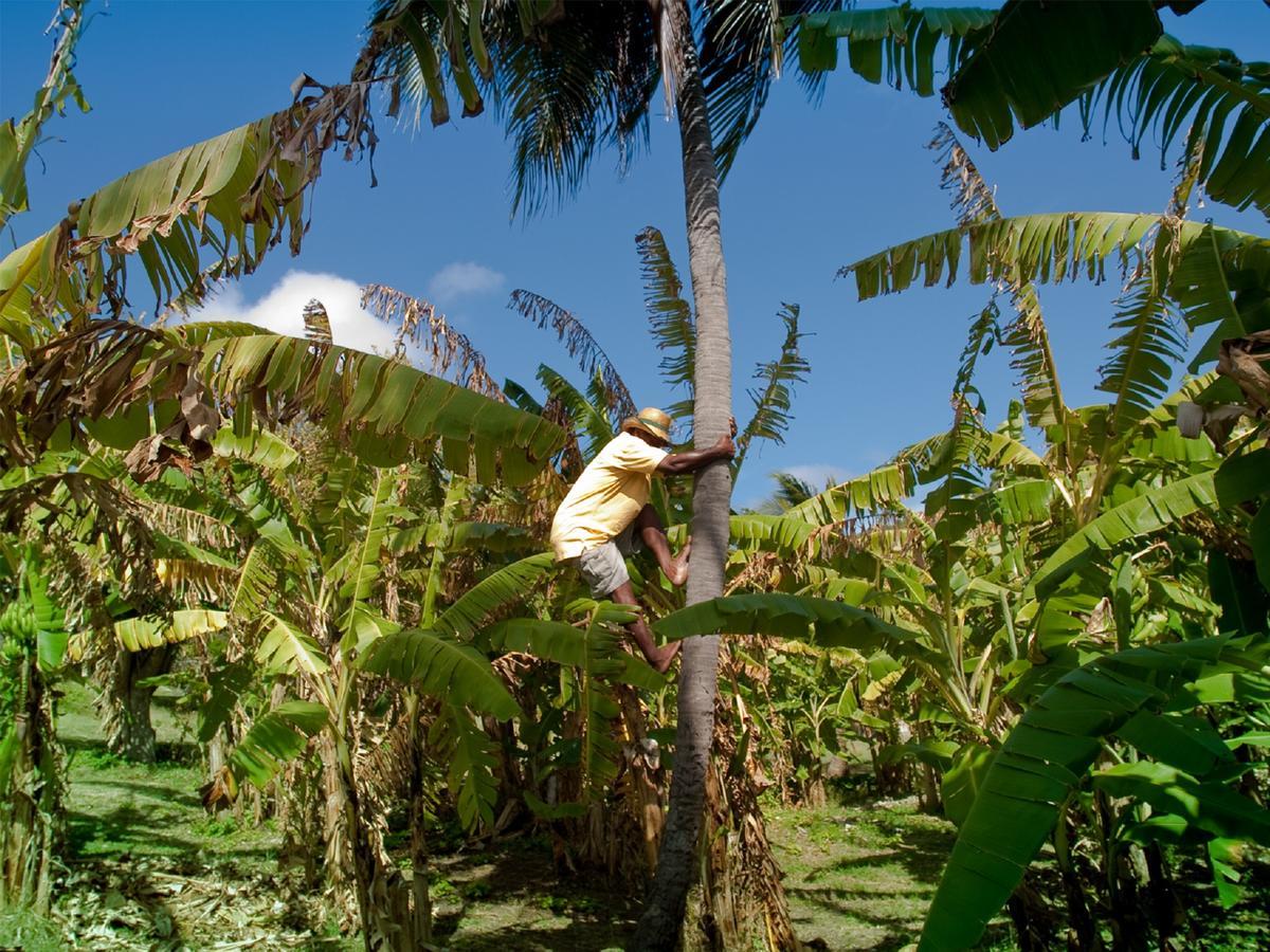 Hotel Firefly Estate Bequia Crescent Beach