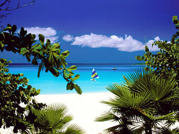 Island Beachcomber