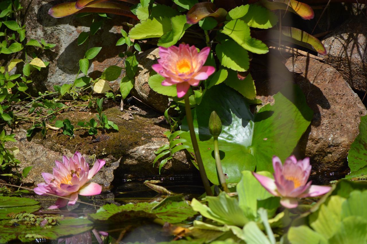 El Yunque Rainforest Bed & Breakfast 4*