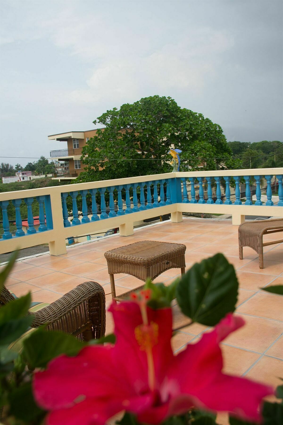 Lazy Parrot Hotel Rincon