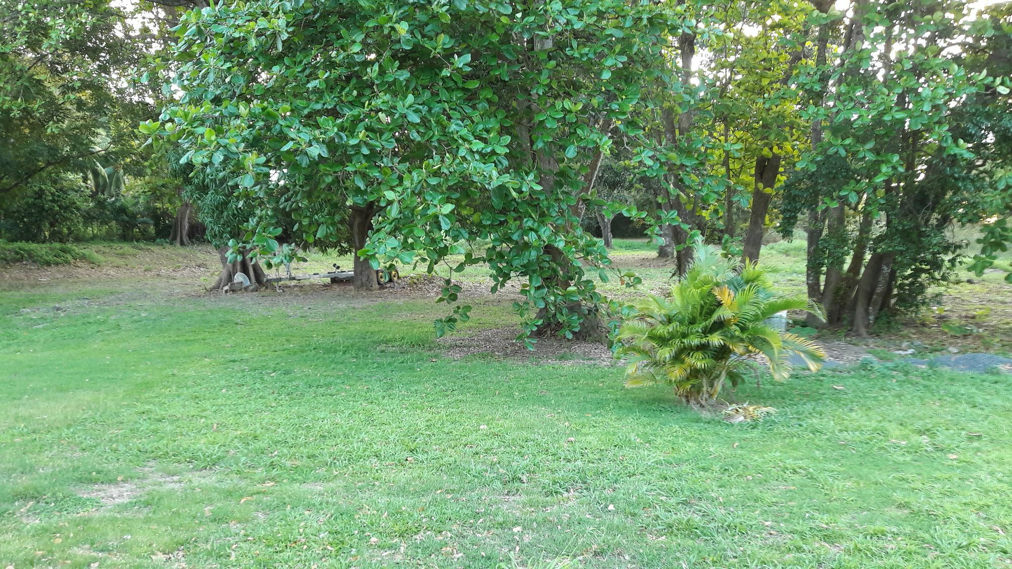 Papaye Pointe-Noire
