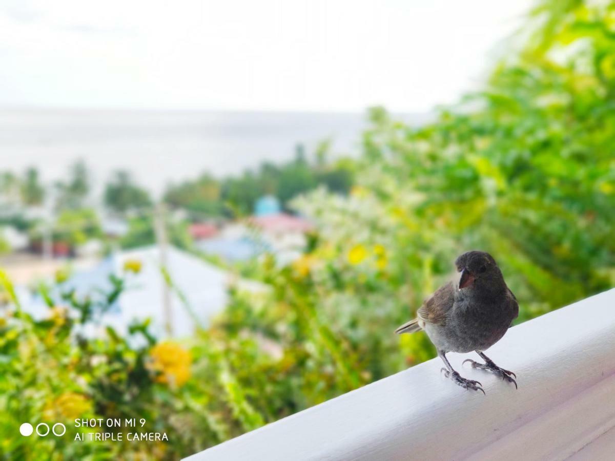 Le Manguier 2* Morne Pavillon