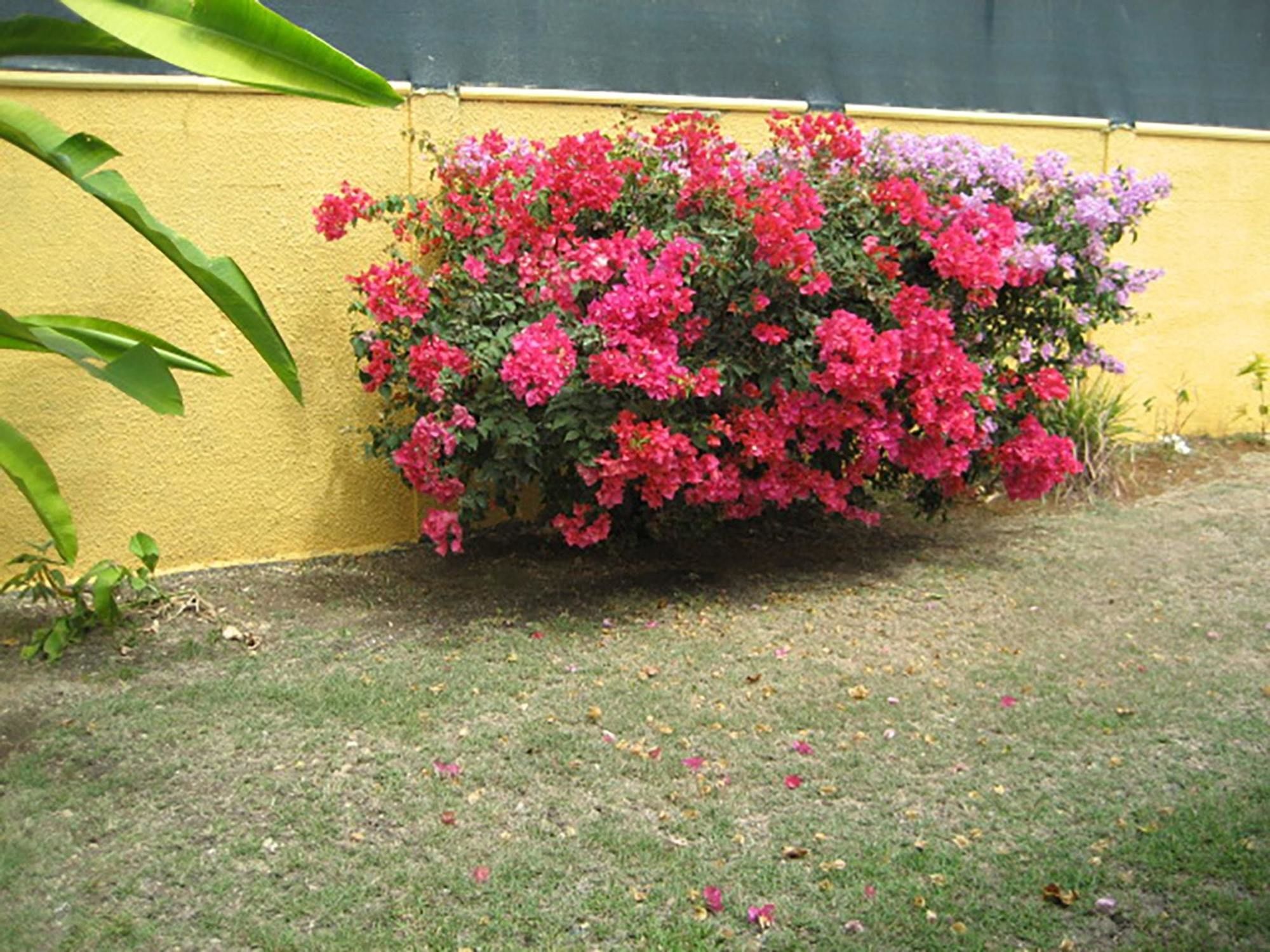With 2 Bedrooms In Anse-bertrand, With Furnished Garden And Wifi * Anse-Bertrand