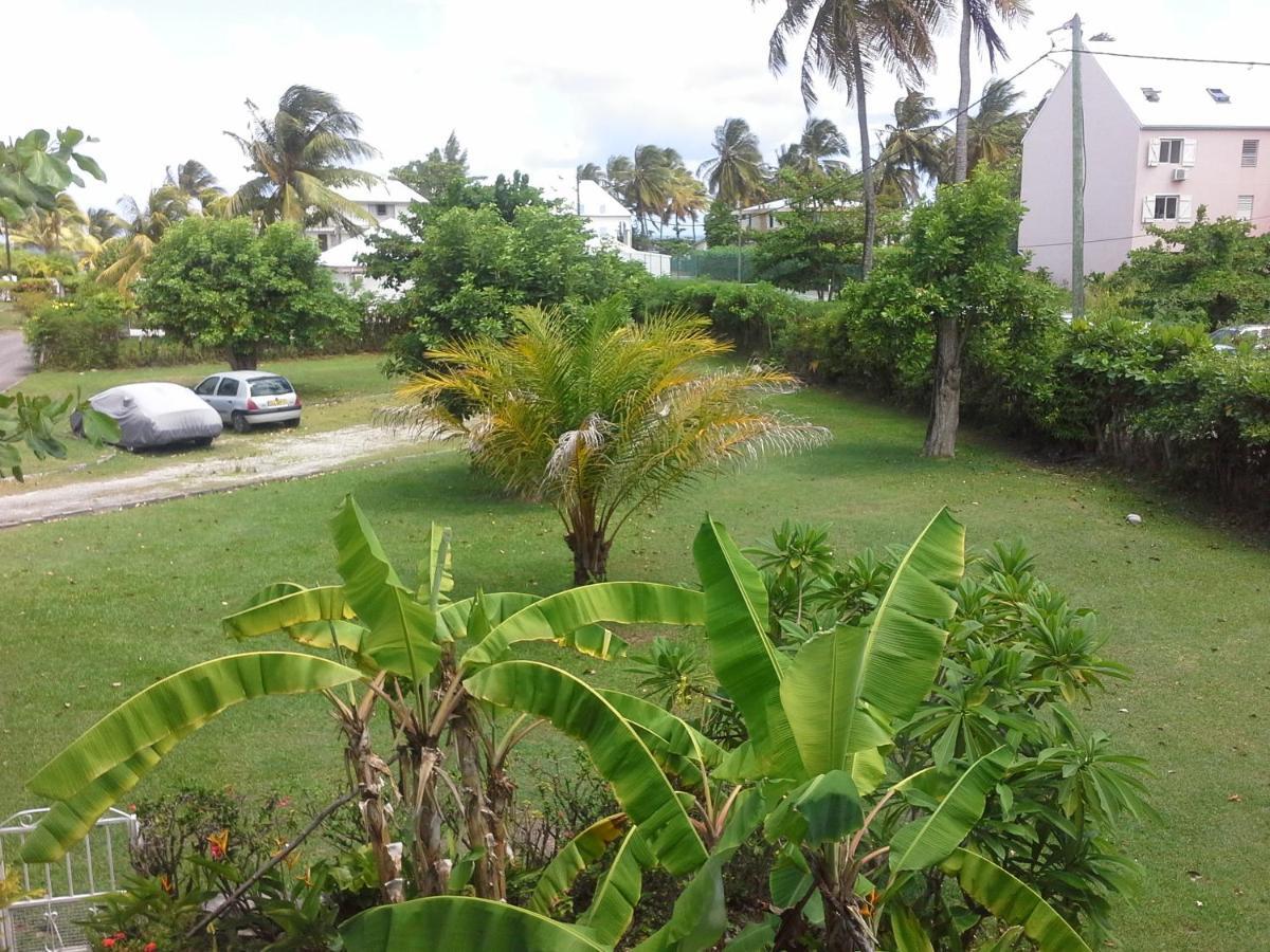 Corail D N°4 Sainte-Anne (Grande-Terre)