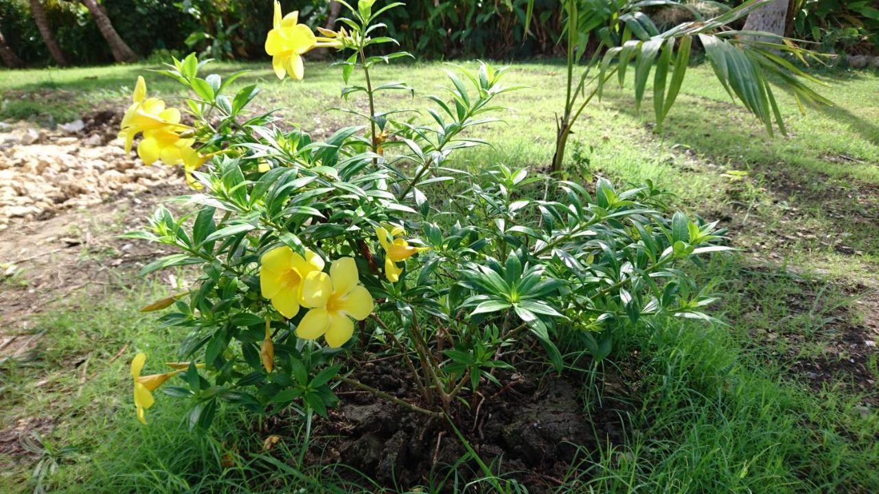 Acacia * Belle-Allee