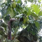 Palm View Guest House
