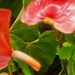 Accueil Creole