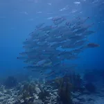 Villa Gobernador Bonaire
