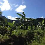 Roots Jungle Retreat