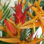 Hibiscus Valley Inn