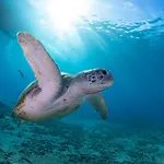 All West Apartments & Diving
