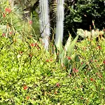 Red Palm Village