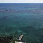 Ocean Palms