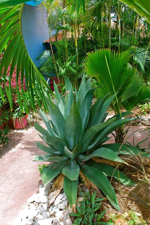 Caribbean Flower Apartment