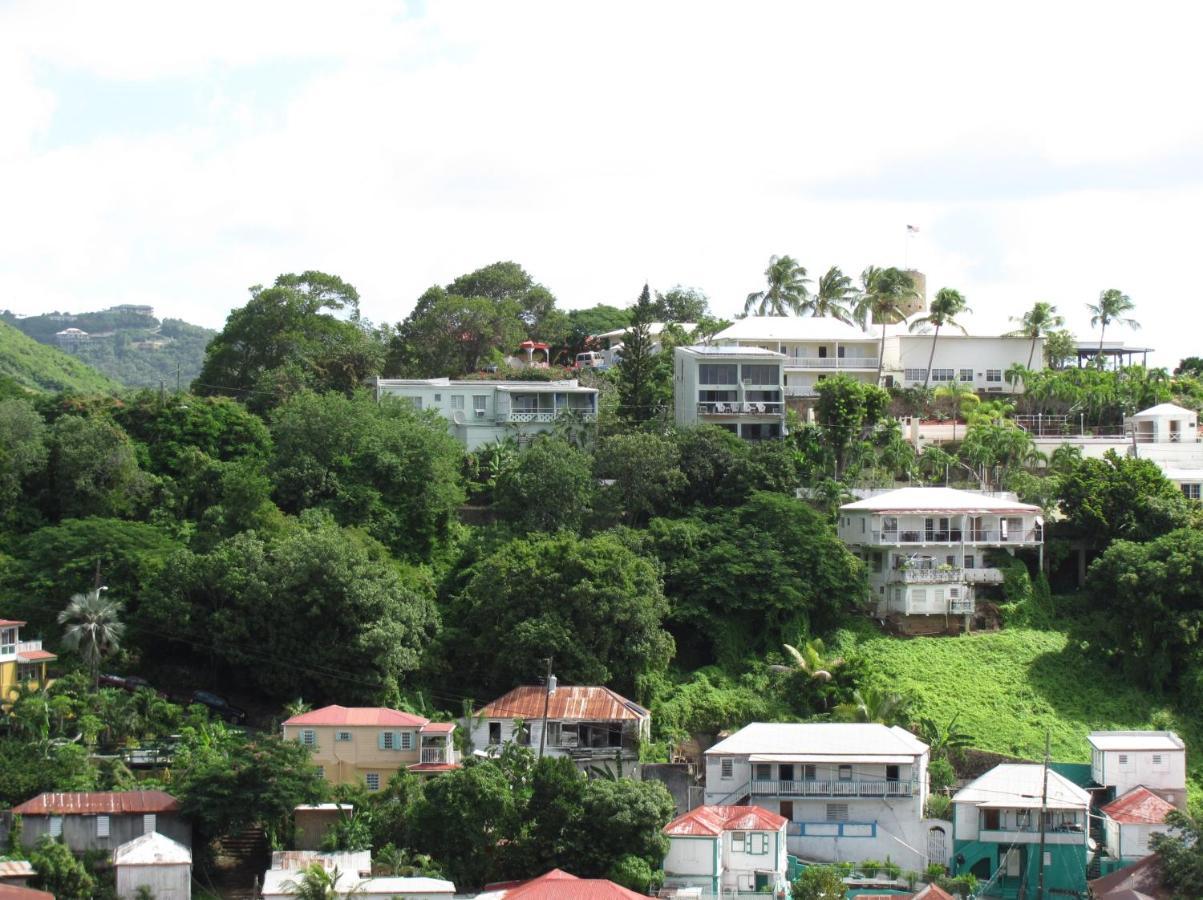 The Iguana Charlotte Amalie