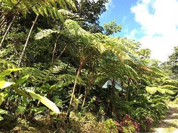 Roots Jungle Retreat * Marigot