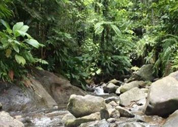 Lodge Roots Jungle Retreat