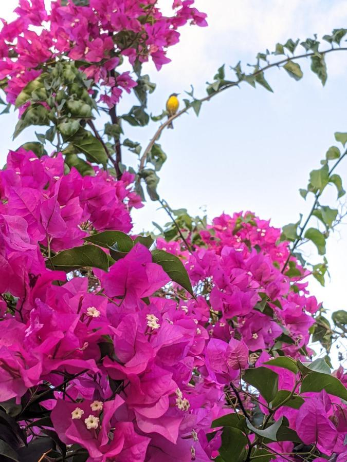 Rosa Karibella * Saint-Francois (Grande-Terre)