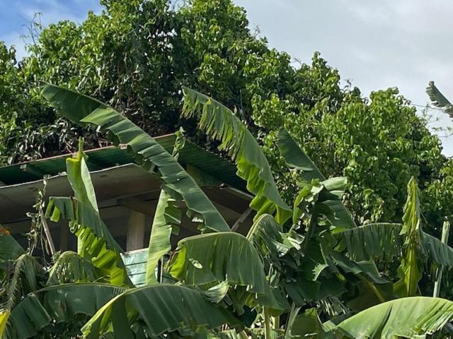 Titanse, La Dans L Arbre Capesterre