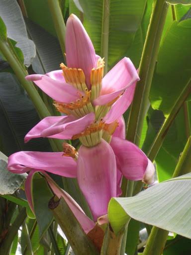 Domaine Fleurs De Bananes Holiday home Capesterre-Belle-Eau