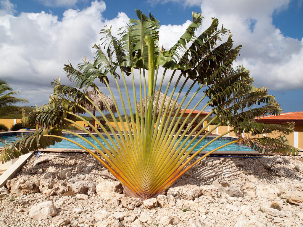 Wanapa Aparthotel Bonaire