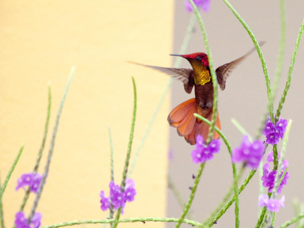 Wanapa Bonaire