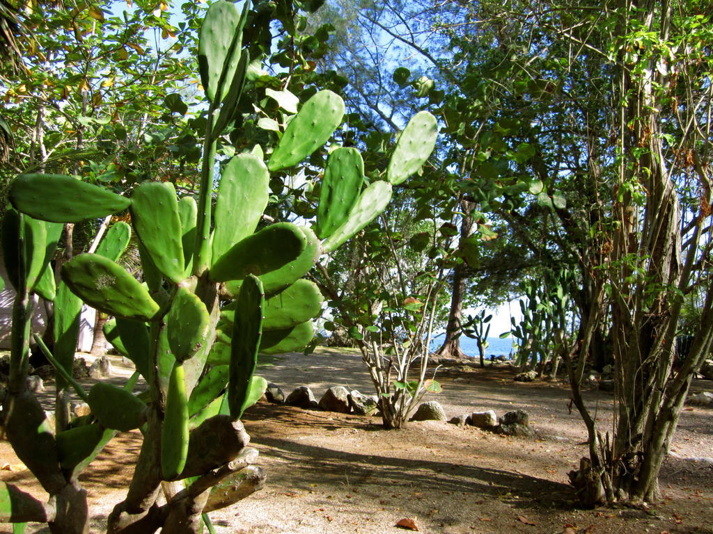 Tingalaya's Retreat Guest house Negril