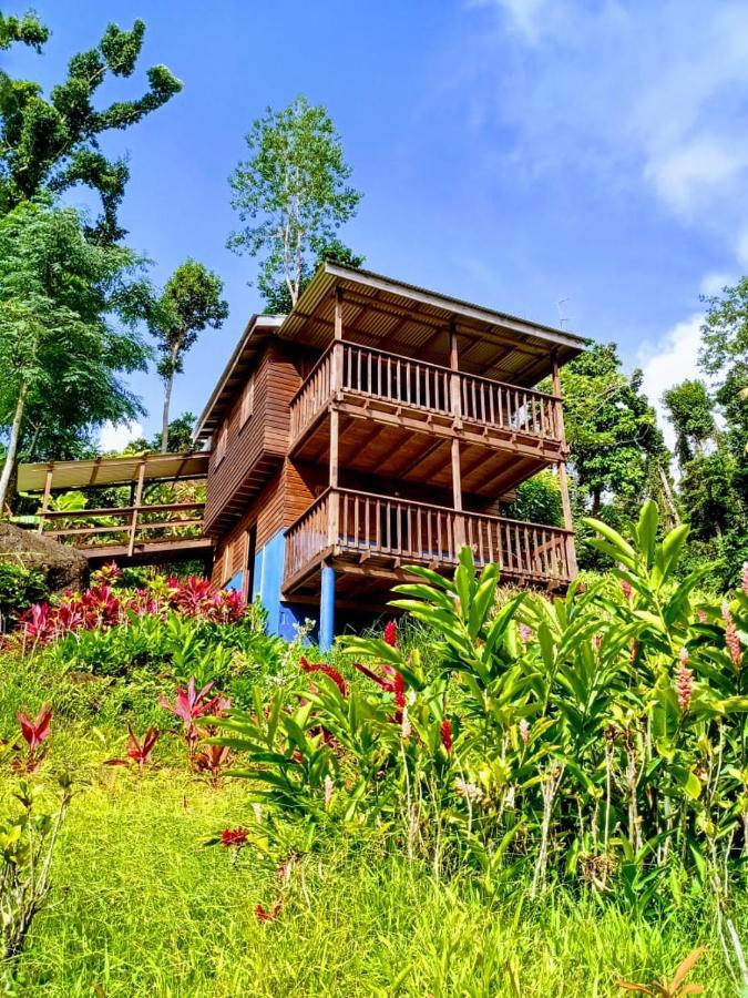 Roots Jungle Retreat Lodge