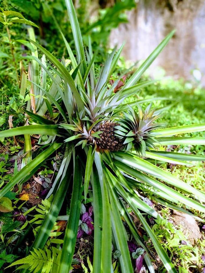 Lodge Roots Jungle Retreat Marigot