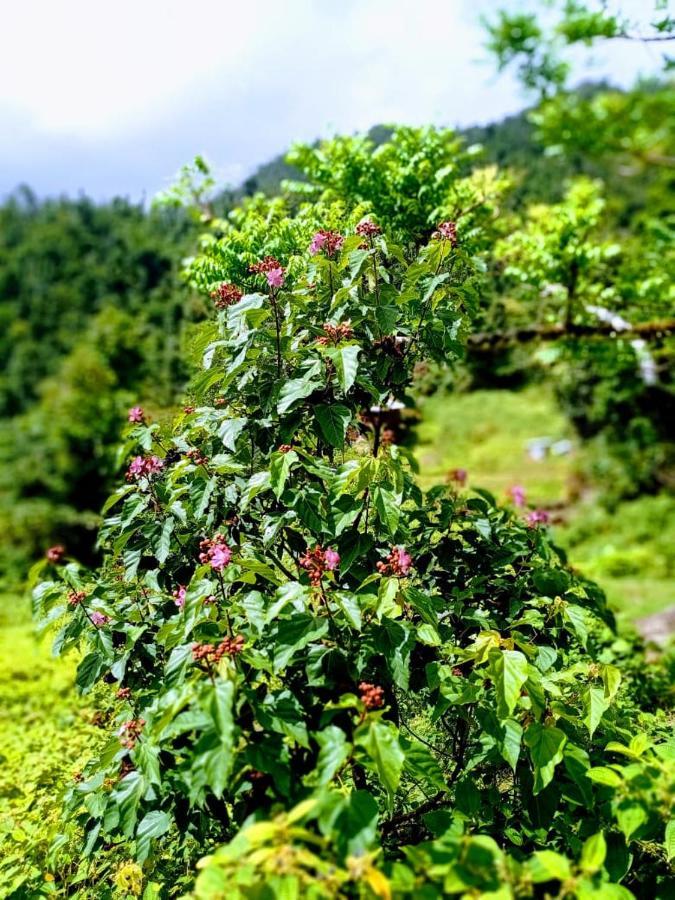 Lodge Roots Jungle Retreat Marigot