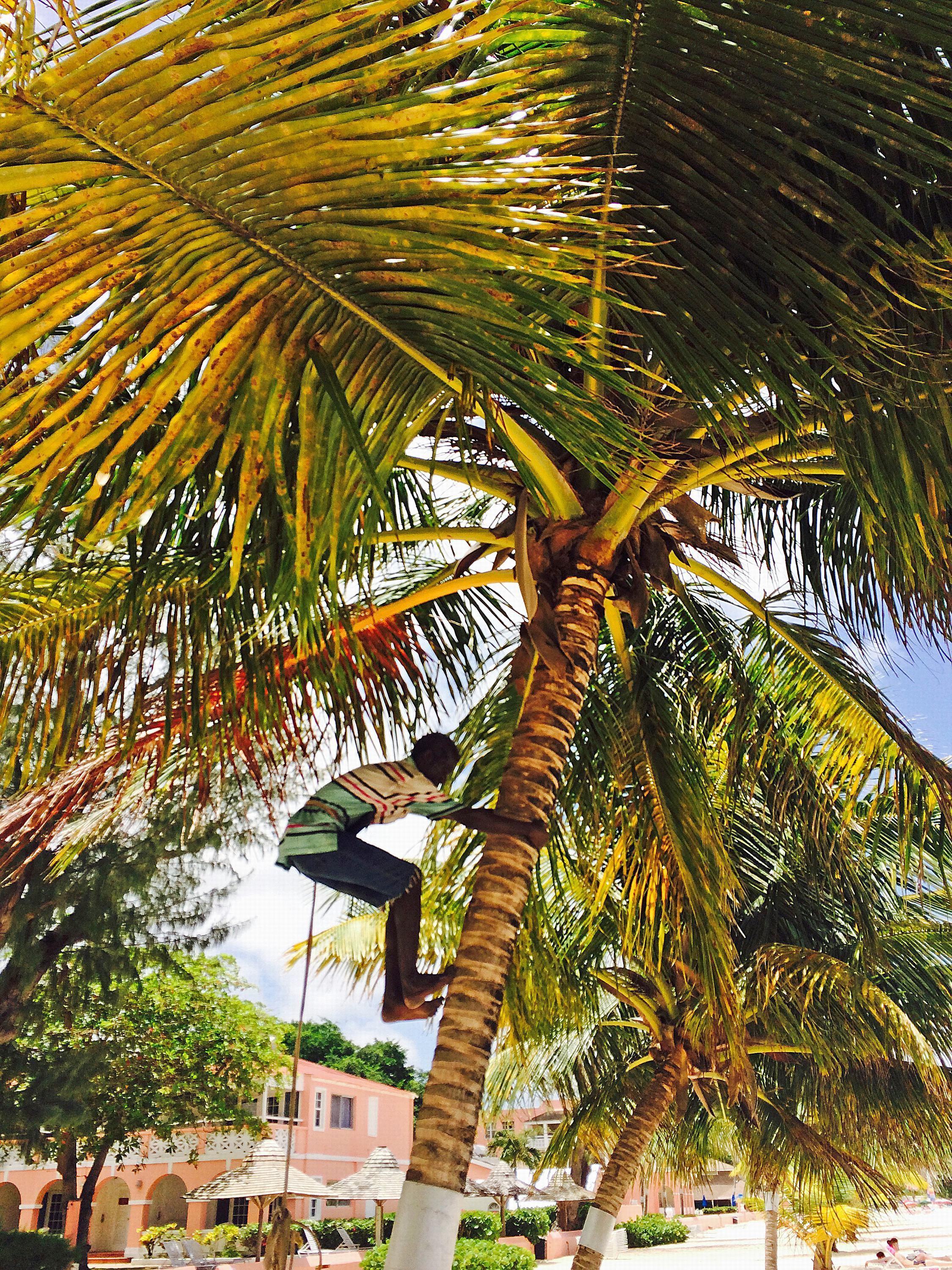 Southern Palms Club