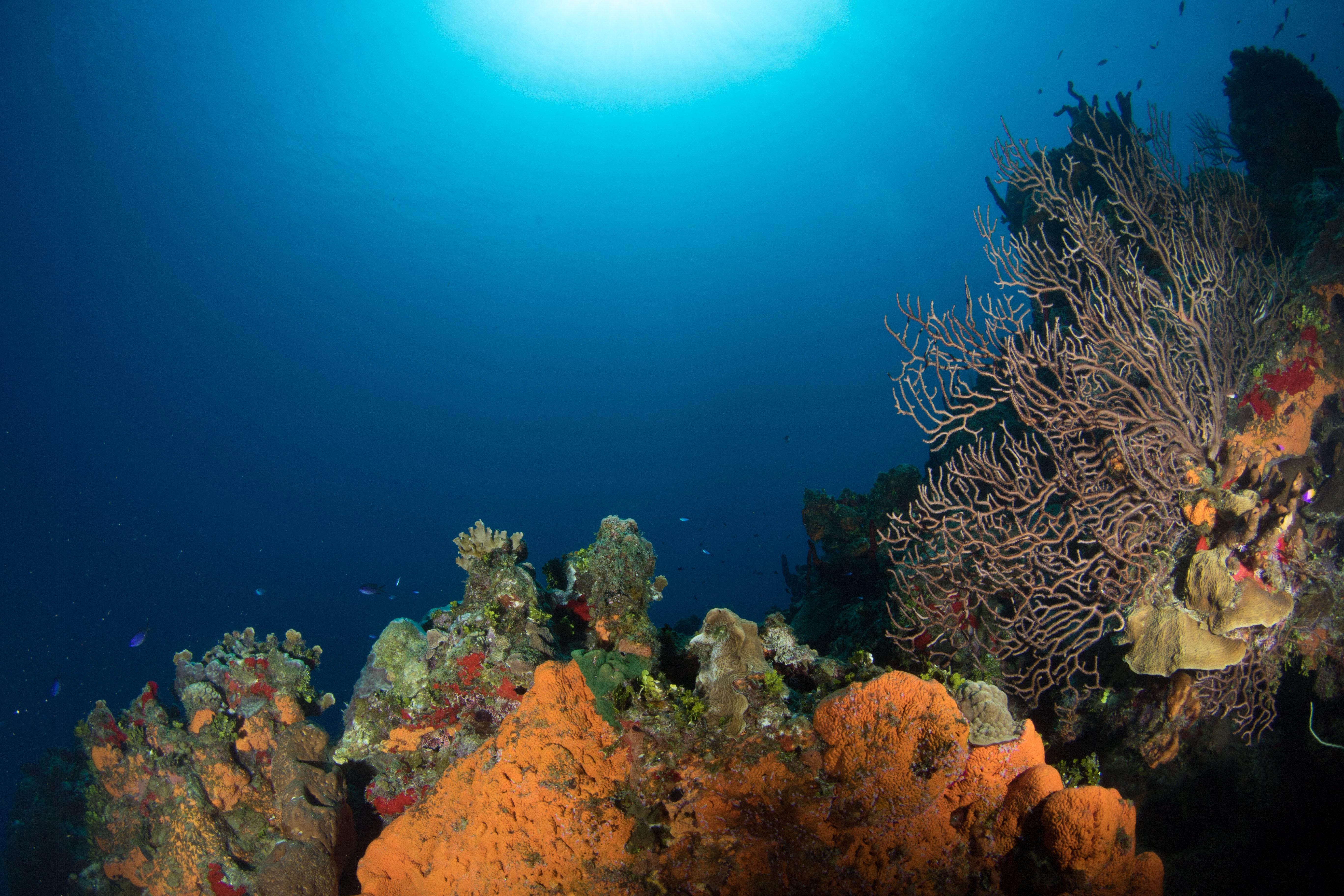Grand Cayman By Ihg (adults Only)