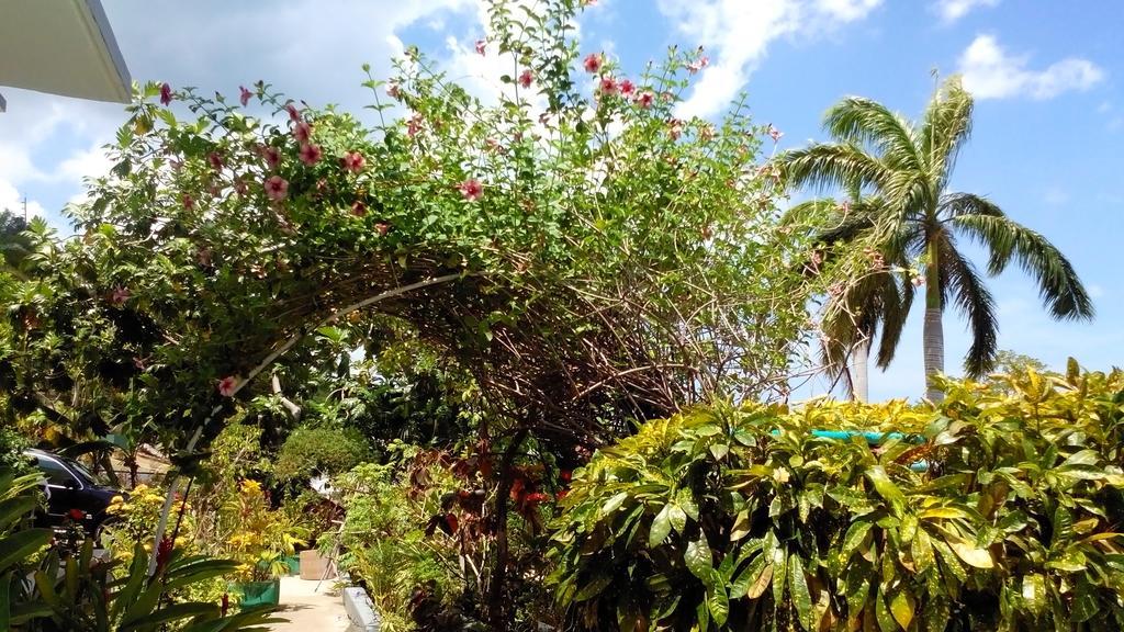Palm View Hotel