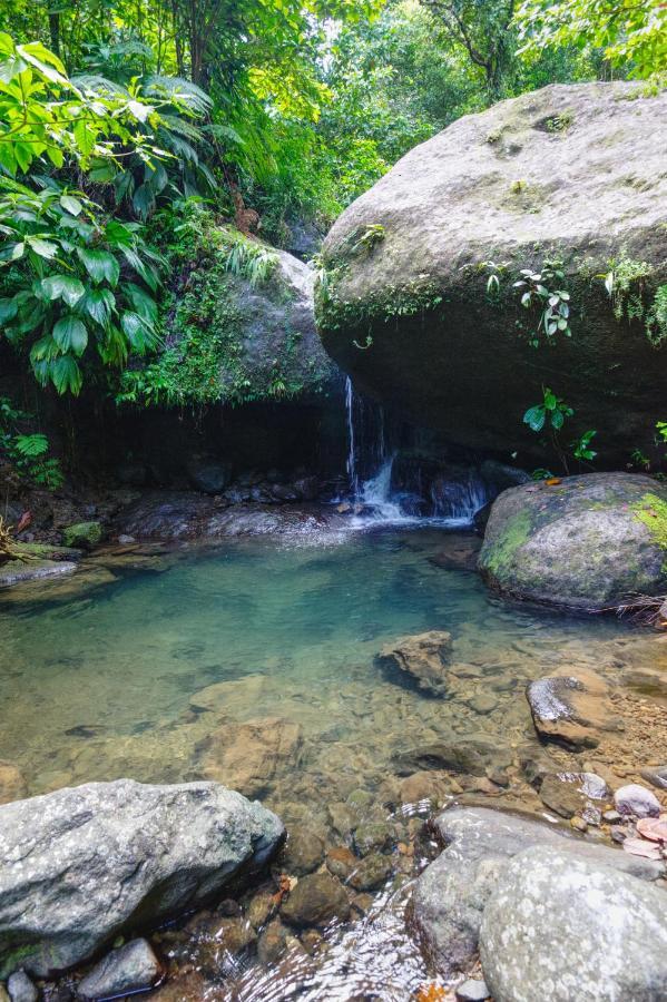 Roots Jungle Retreat