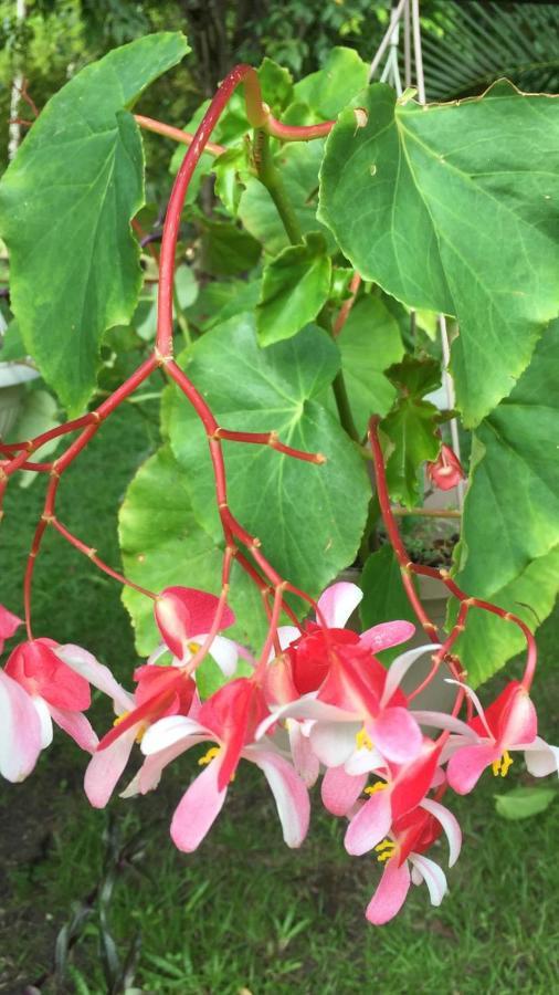Fortescue Cherry Blossom Saint Philip