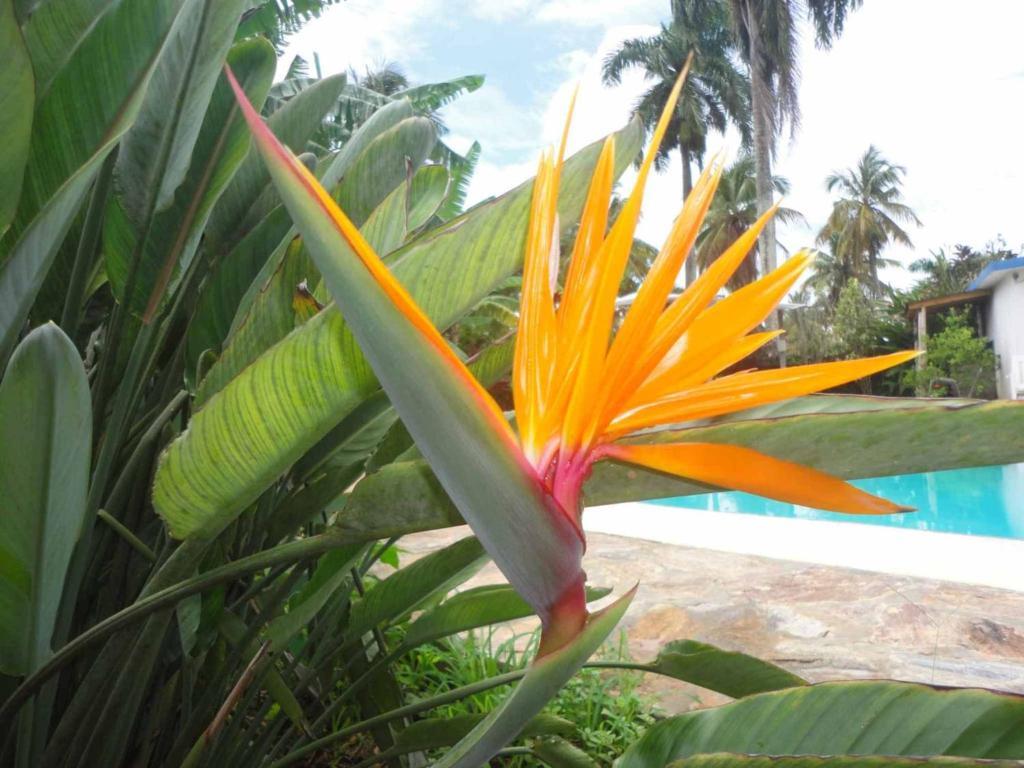 El Flamboyan Aparthotel 3*
