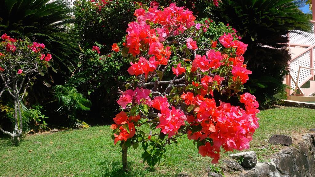 Apartment Bougainvillea *