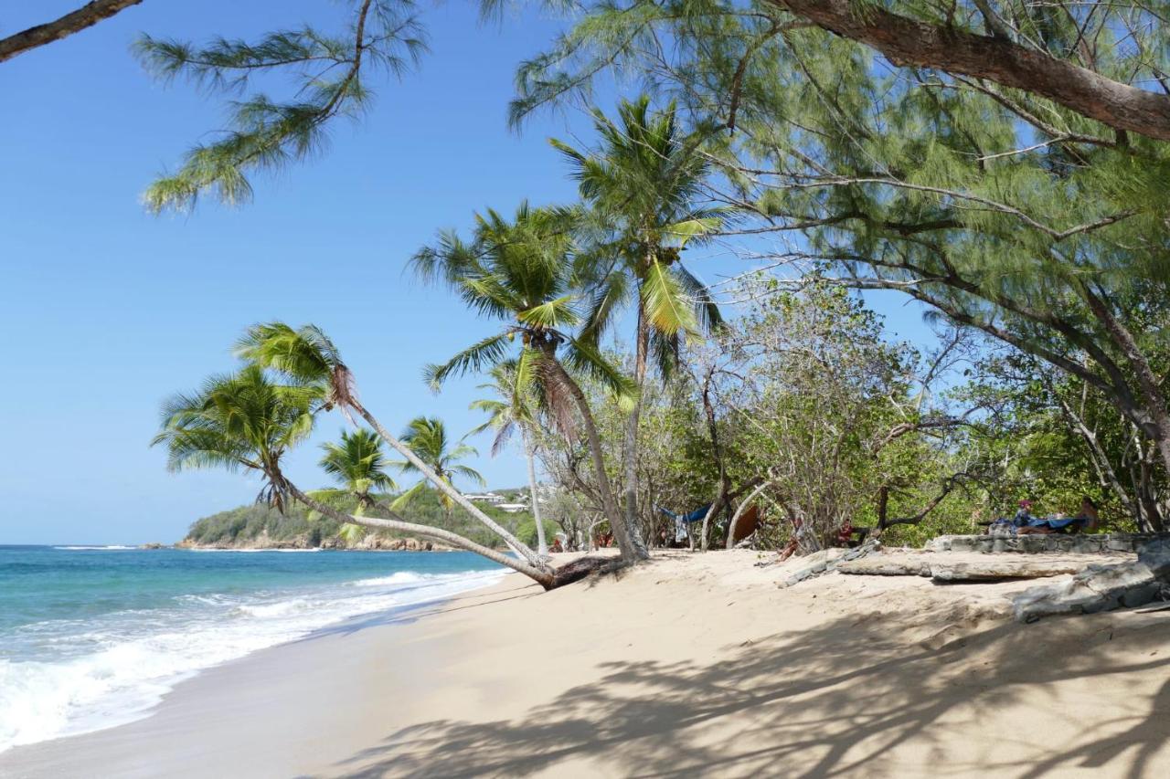 La Caribeenne De La Des Surfeurs *